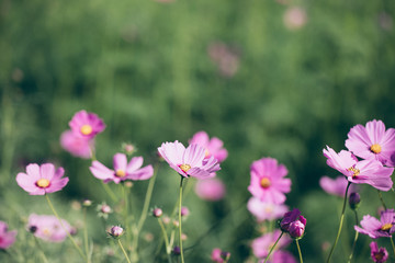 Fototapeta premium Cosmos pink flowers close up in field background vintage style