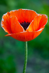 A brightly red poppy flower with a blurred background. Petals like flames