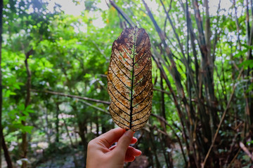 Hand holding a maple leaf in the sun. Leaf in hand in the Sunny forest.