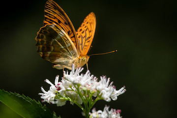 Schmetterling Kaisermantel