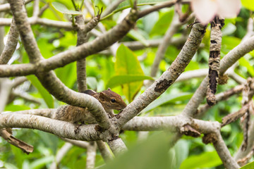 Striped squirrel running through tree branches eating the bark of them in Sri Lanka. Wildlife beauty concept