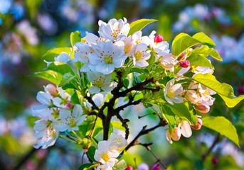 A branch with white blossoming flowers and green leaves in the rays of a gentle spring sun © adamchuk_leo