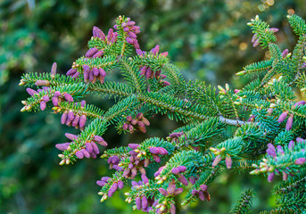 a branch of spruce with little young violet cones on a background of greenery