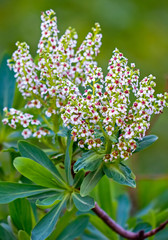 Beautiful blooming branch with small white flowers with juicy green leaves. Freshness and inspiration.