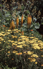 Old English Country Cottage Garden - Shot on Film