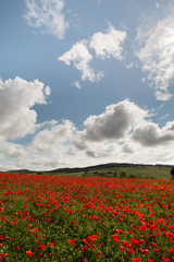 Poppies everywhere in Tuscany