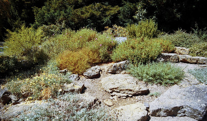 Old English Country Cottage Garden - Shot on Film