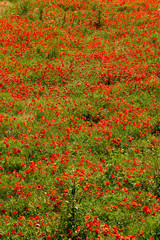 Thousands of poppies