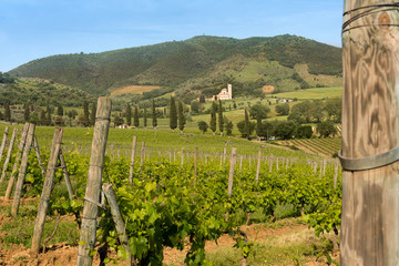Fototapeta na wymiar Tuscan abbey and vineyards