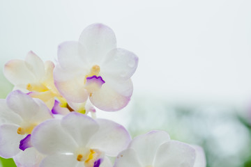 White orchid flower pattern.selective focus with blur abstract background.