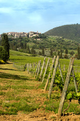 Fototapeta na wymiar San Antimo vineyards in Tuscany