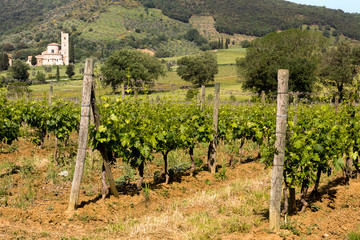 Fototapeta na wymiar Vineyards and Tuscan abbey