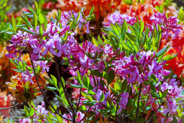 a variety of colors of all colors of the rainbow on the club beauty from which it is impossible to...