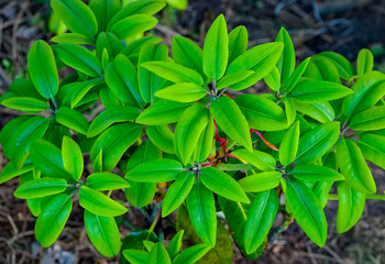 A lush bush with smooth long green leaves of an ornamental plant