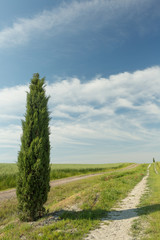 Fototapeta na wymiar Cypress in Tuscany