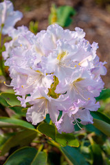 Inflorescence of white and pink apple blossoms. Soon on this site there will be several apples with red sides