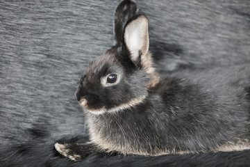 black rabbit on black fur