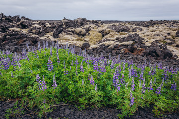Fototapeta na wymiar Nootka lupine flowers seen from a route number 425 along shore of North Atlantic Ocean at Reykjanes Peninsula in Iceland