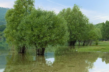 Trees in water