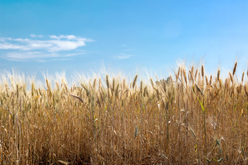 Clouds over wheat