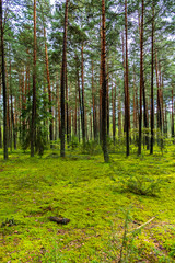 a green glade in a high pine forest against the blue sky. place of rest, picnic and travel