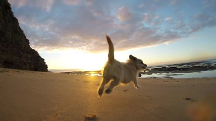 Adorable puppy dog running fast on beach kicking up sand sunrise slow motion