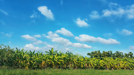 rice field and bananas garden isolated on cloud and sky background.
