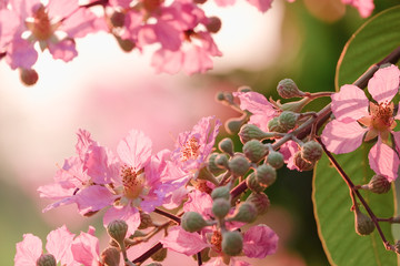 Fototapeta premium Blurred pastel pink flower field in sun light. soft focus background.vintage tone.