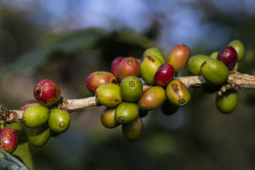 Red arabica coffee beans on the coffee tree on bolaven plateau loas.