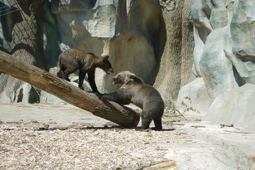 Lovely and funny bears are played with each other on a wooden bar in the zoo