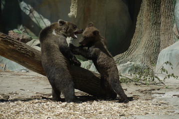 two brown bears on the background of logs