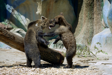 Obraz premium Two brown young cubs in the zoo growl at each other and push off with their paws.