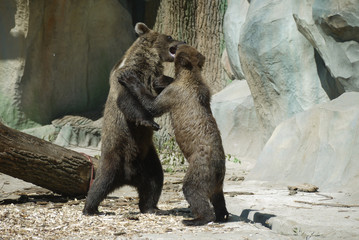 cute little brown bears in the zoo