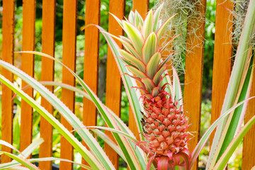 red pineapple fruit in garden.