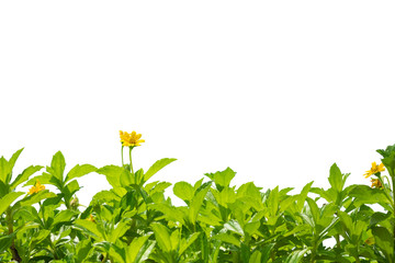Fresh yellow flower tree blooming isolated on white background with copy space for text.clipping path.