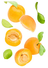 fresh apricots with leaves falling isolated on white background
