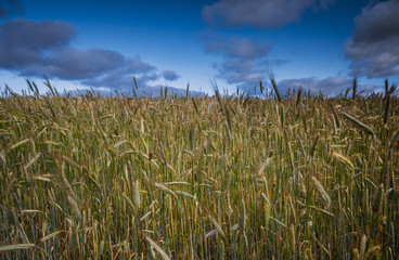 Randonnées en Lozère - Paysages -