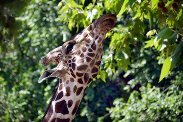 Funny giraffe eats green leaves with a tall tree and looks at the camera