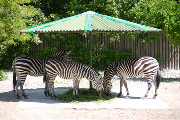 Fototapeta na wymiar striped zebras chewing delicious grass in the shade under a canopy
