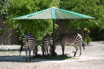 Fototapeta na wymiar striped zebras savor juicy grass in the shade under a green umbrella in the zoo
