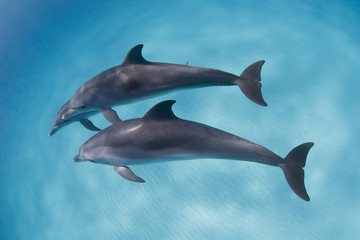 Dolphins playing around in clear blue water