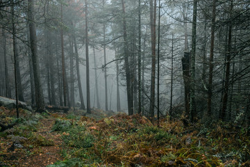frosty morning in dark rainy forest