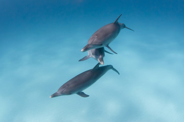 Bottlenose dolphins playing around in clear blue water