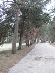 Scenic path in the Park of Kislovodsk. An asphalt path for pedestrians and cyclists among tall and slender pines. The paths in the Park are winding, as they are laid among the mountains. In the meadow