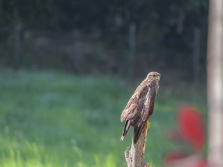 Buse variable