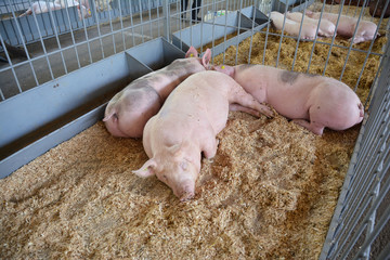 Pigs on countryside farm.  Livestock breeding. Pigs farming.