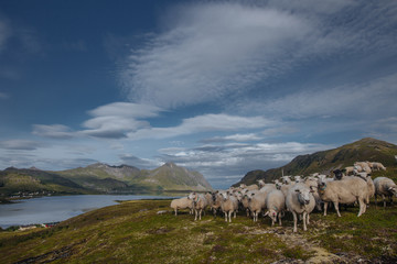 Sheeps with view from hill to the lake with view to mountains in the Norway at summer time
