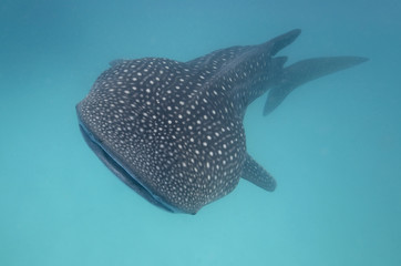 Whale shark right from the front in turquoise water