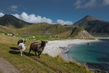 Sheeps with view from hill to the blue see with view to mountains in the Norway at summer time