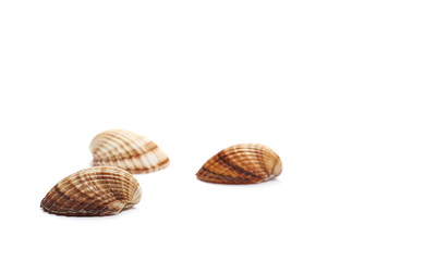 Sea shells isolated on white background